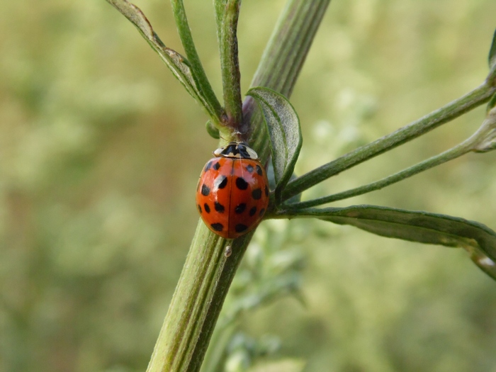 coccinella da ID1